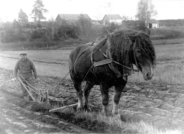 hästplog copy