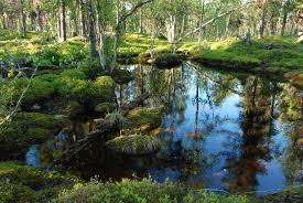 naturskog