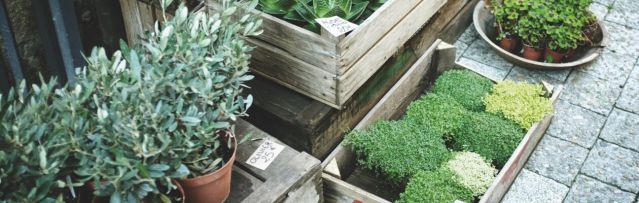 plantloppis