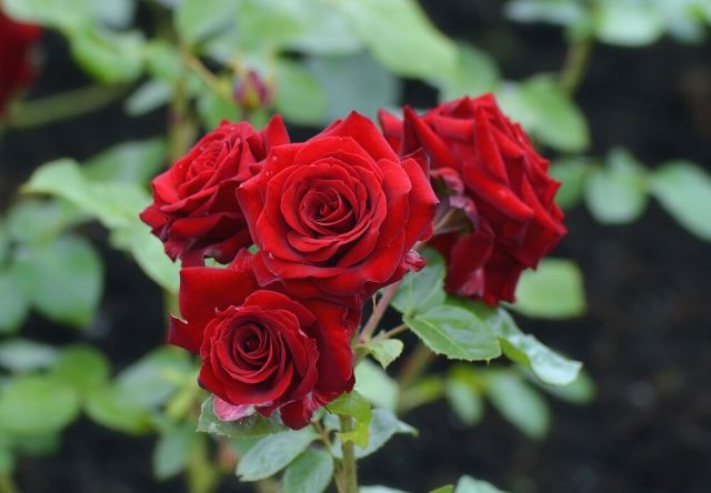 rosor2