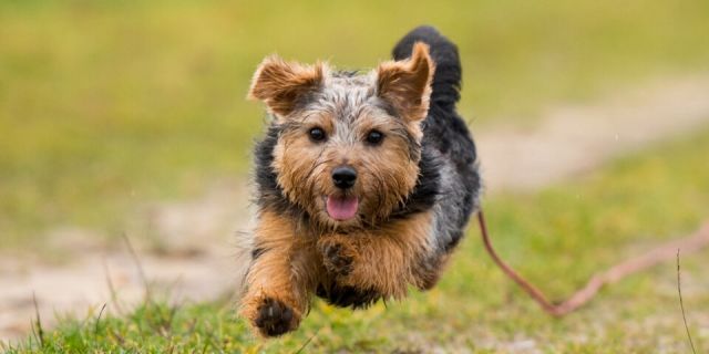 terrier