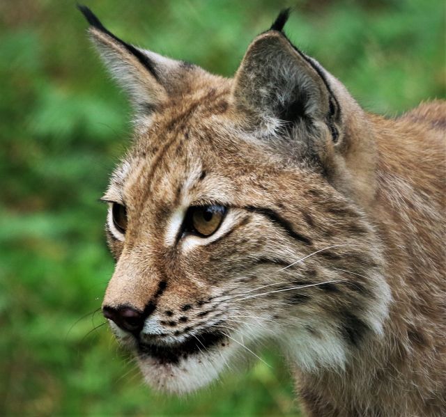 Luchs von halb links 002